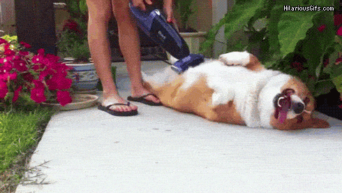 Can't stop watching this funny pupper clip! 😭 👇 #zoomies