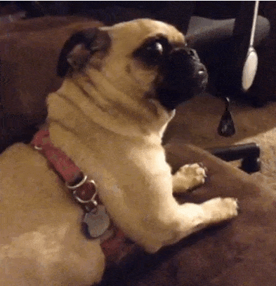 Dog image for voting - ID: HJ5nXpT4Q